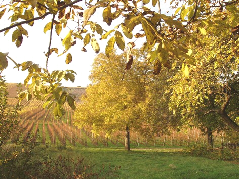 Vignes  l'autome prs du Gite en Alsace